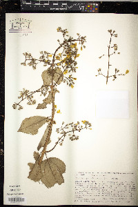 Adelobotrys adscendens image