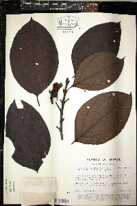 Bellucia grossularioides image