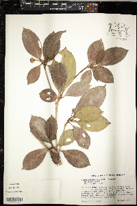 Blakea pulverulenta image