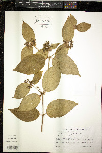 Clidemia hirta image