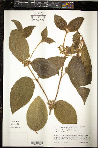 Clidemia hirta image