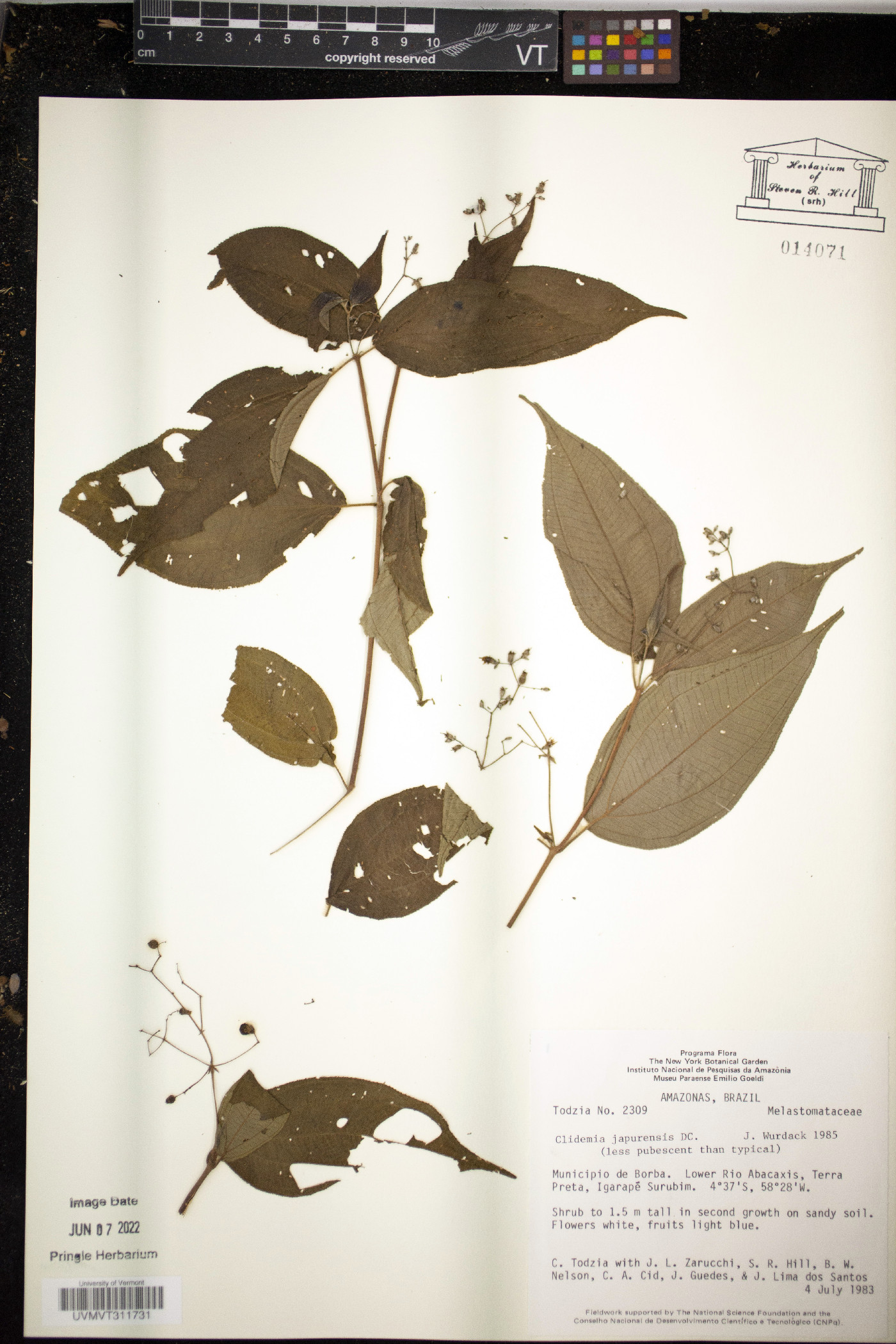 Clidemia japurensis image