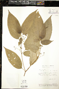 Clidemia japurensis image