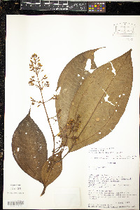Miconia aurea image