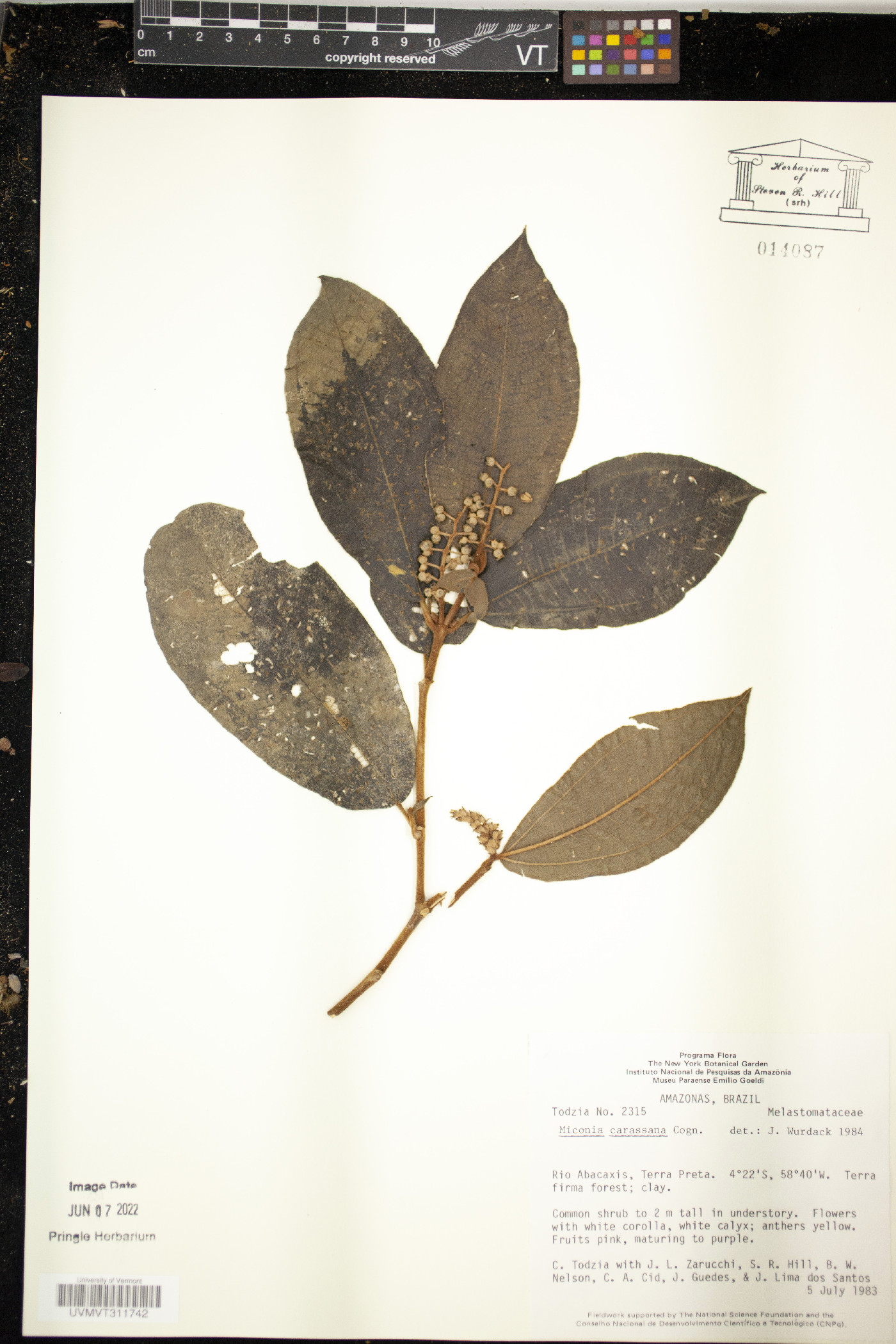 Miconia carassana image
