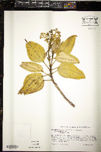 Miconia coriacea image