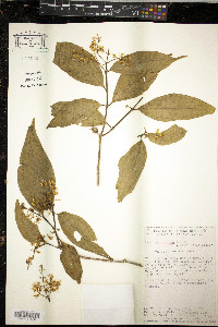 Miconia gracilis image