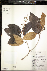Miconia lepidota image