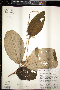 Miconia longispicata image