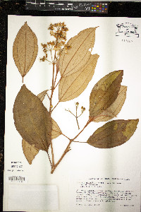 Miconia mirabilis image