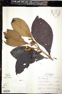Miconia tomentosa image