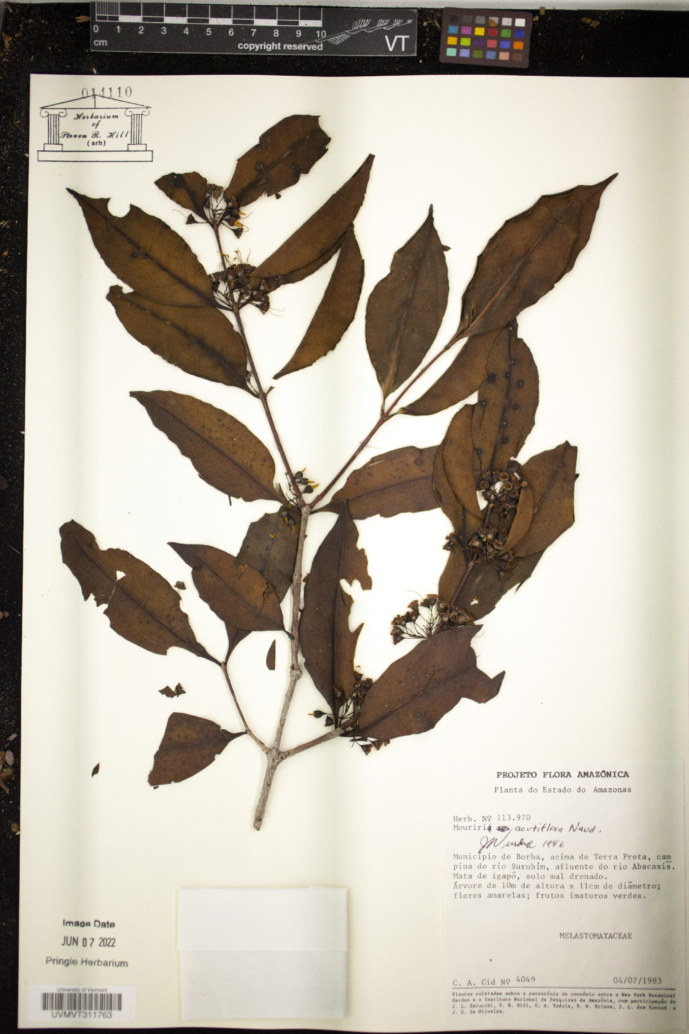 Mouriri acutiflora image