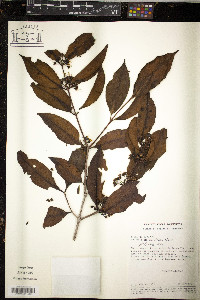 Mouriri acutiflora image