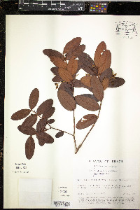 Mouriri gleasoniana image