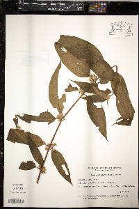 Miconia leamarginata image