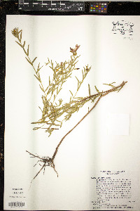 Rhexia aristosa image