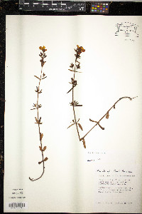 Rhexia lutea image