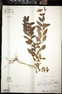 Rhexia mariana var. ventricosa image