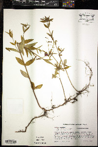 Rhexia nashii image