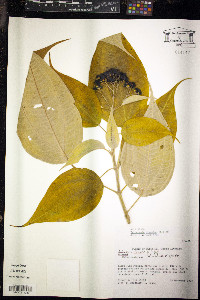 Miconia christophoriana image