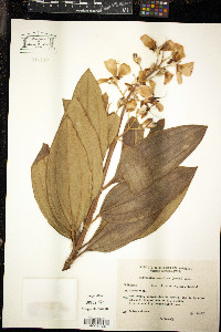 Tibouchina granulosa image