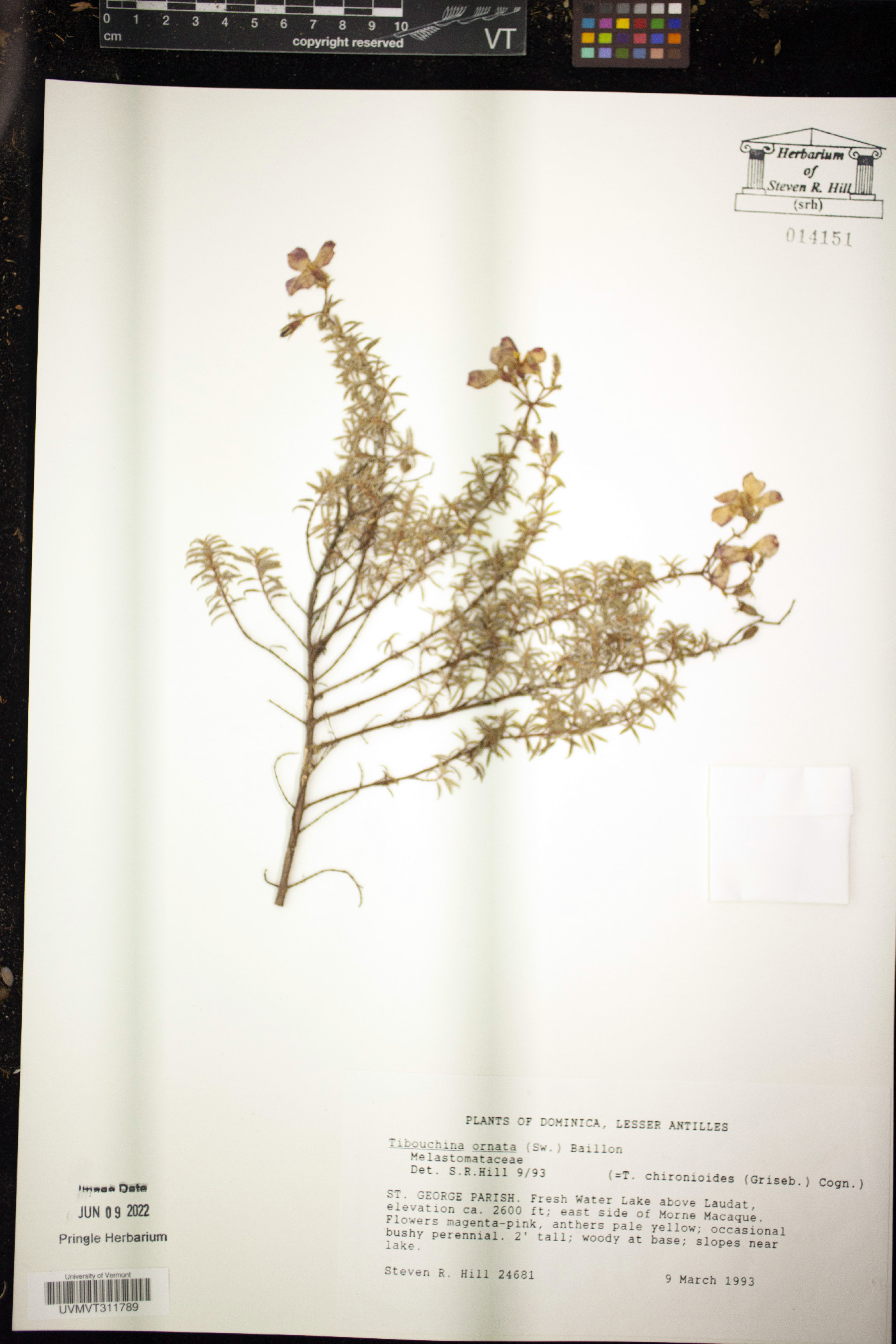 Chaetogastra ornata image