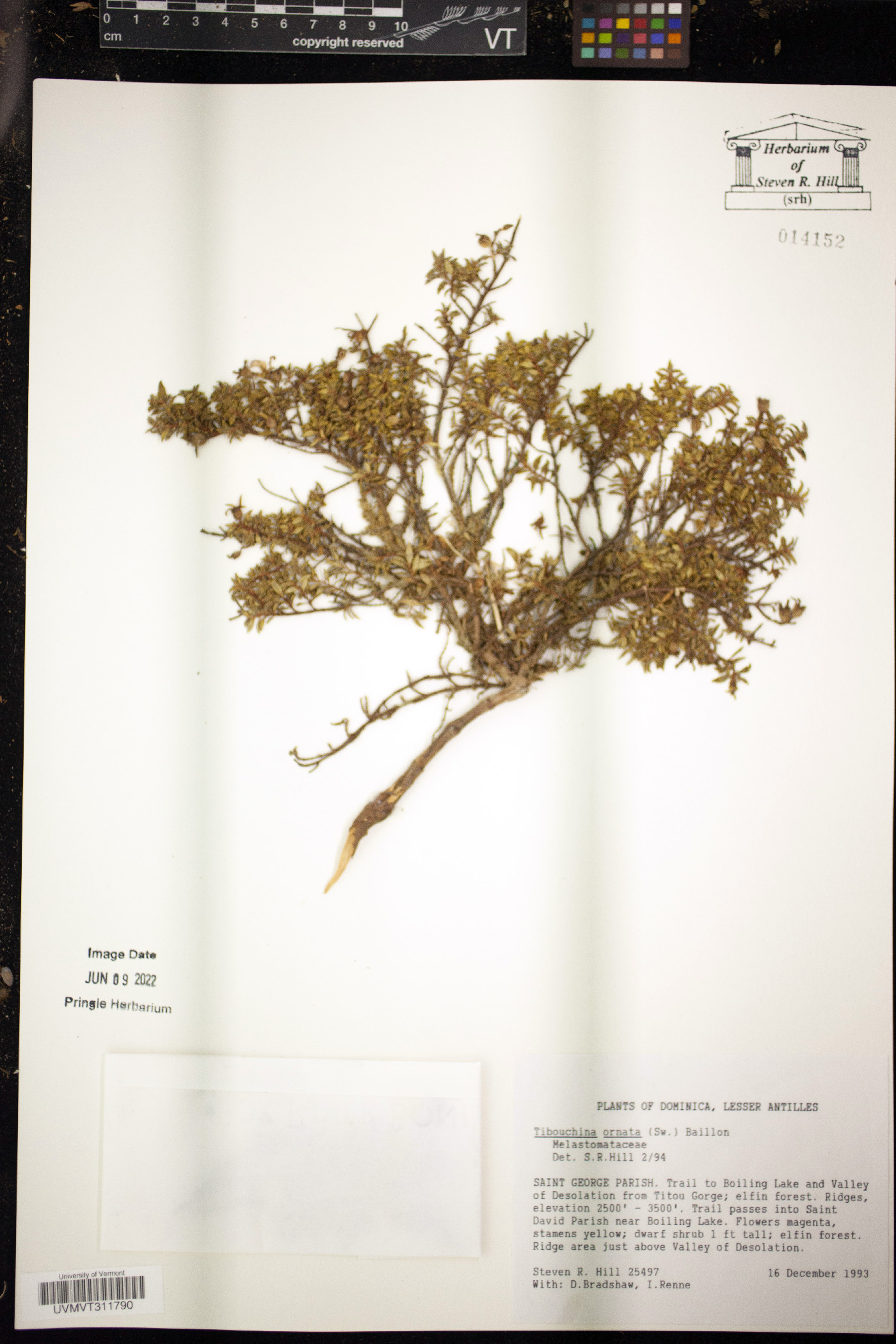 Chaetogastra ornata image