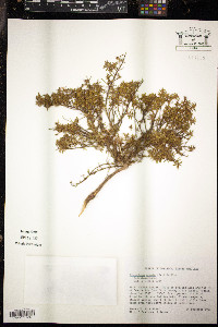 Chaetogastra ornata image
