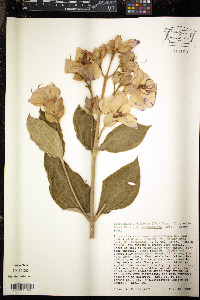 Tibouchina urvilleana image