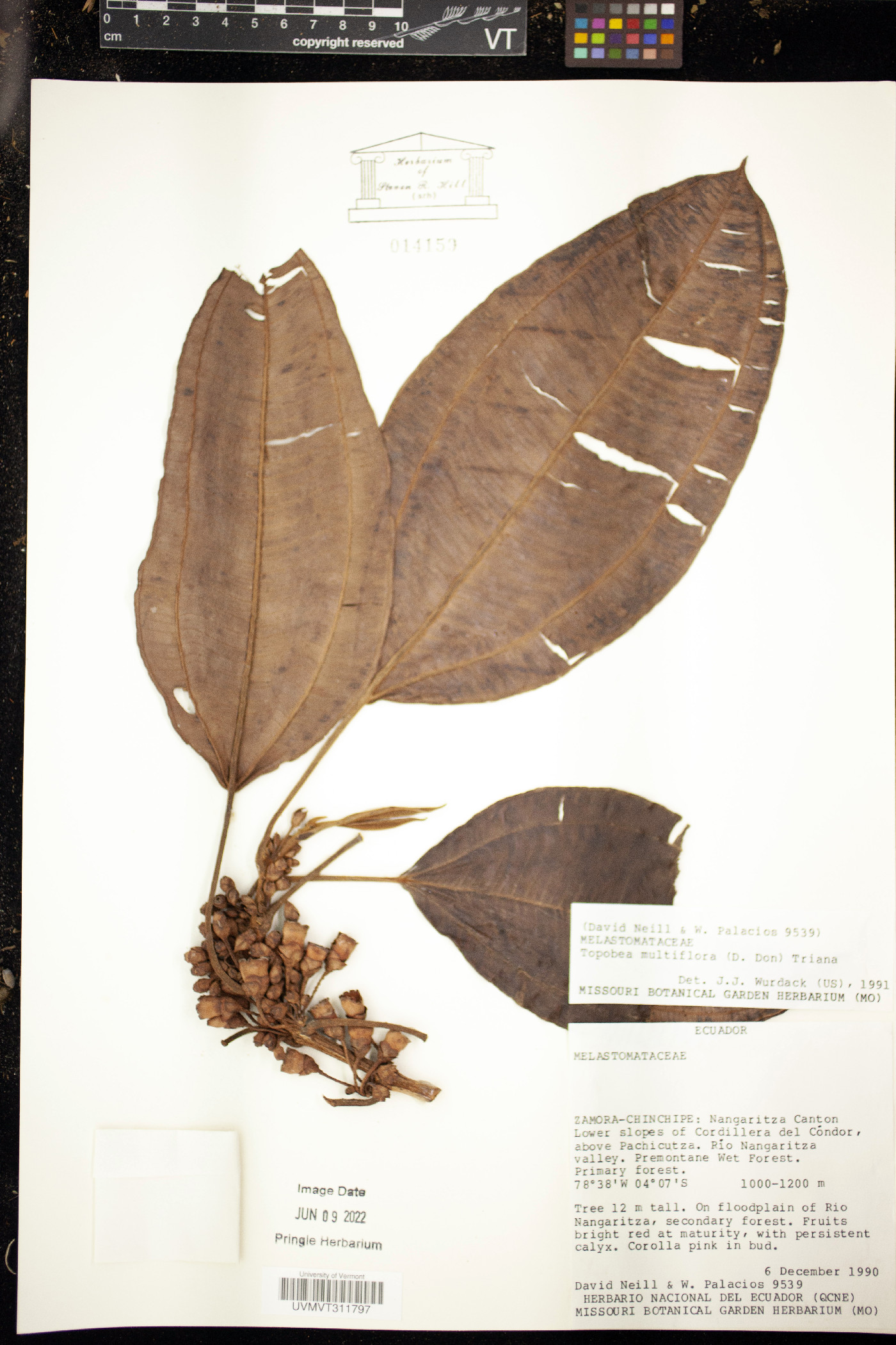 Topobea multiflora image
