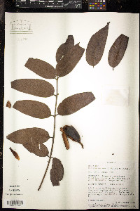 Cedrela montana image