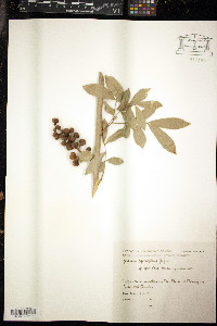 Guarea macrophylla subsp. spiciflora image