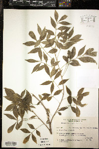 Trichilia elegans image