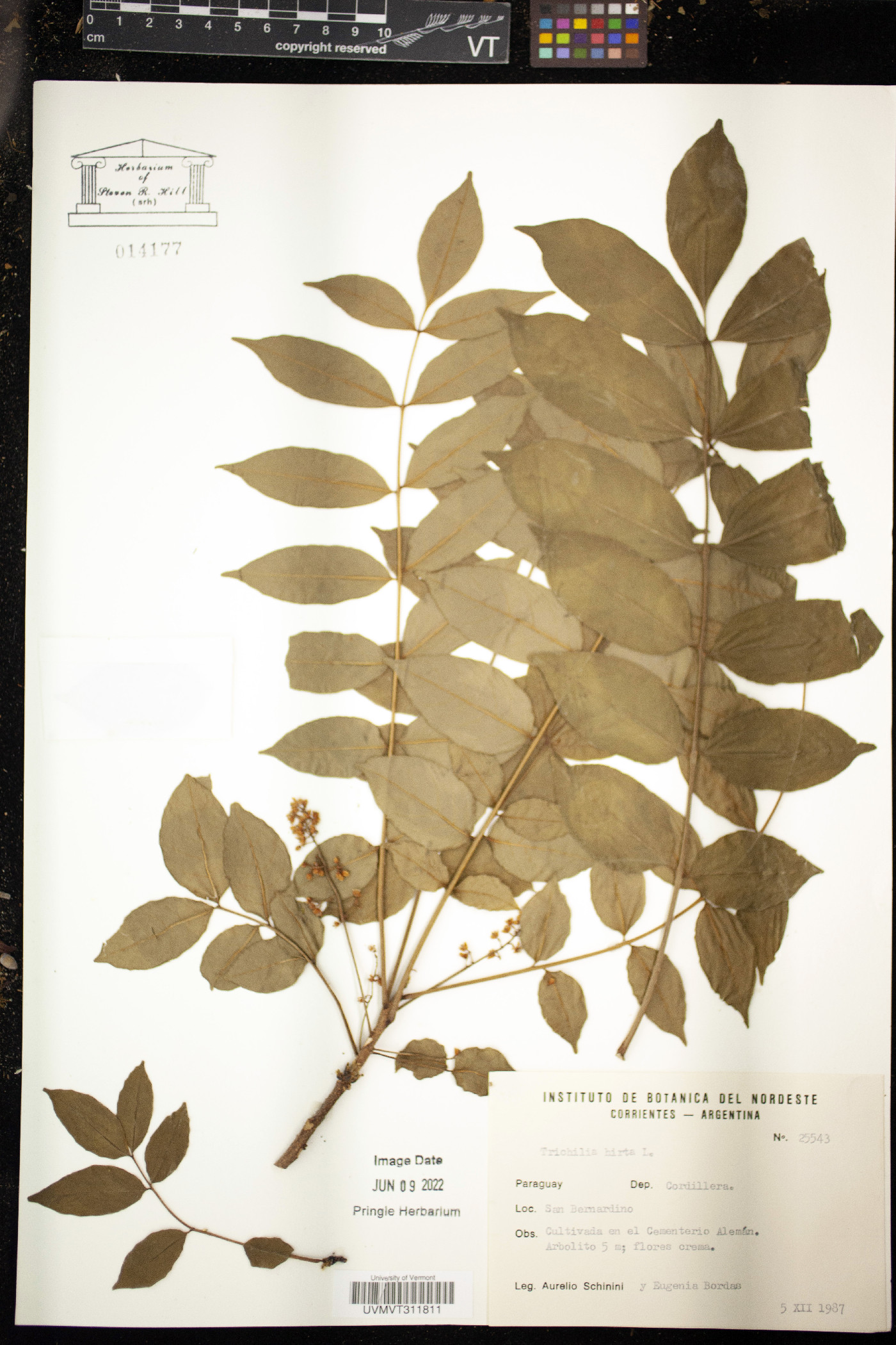 Trichilia hirta image
