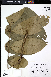 Trichilia septentrionalis image