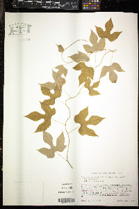 Calycocarpum lyonii image