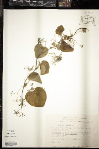 Cissampelos pareira image
