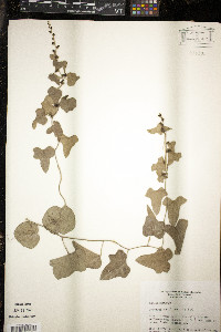 Nephroia carolina image