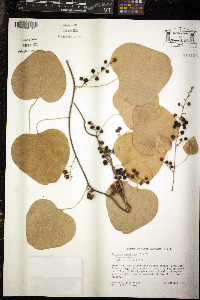 Nephroia carolina image