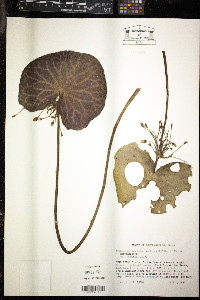Nymphoides aquatica image