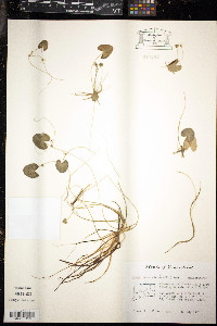 Nymphoides cordata image