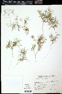 Glinus radiatus image