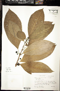 Siparuna glabrescens image