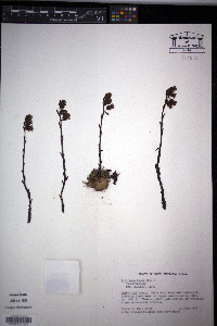 Hypopitys monotropa image