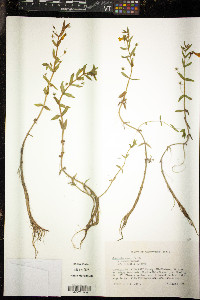 Gratiola aurea image