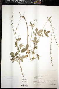 Agrimonia pubescens image