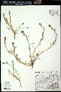 Talinum rugospermum image