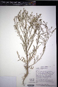 Lepidium densiflorum image