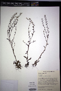 Myosotis verna image