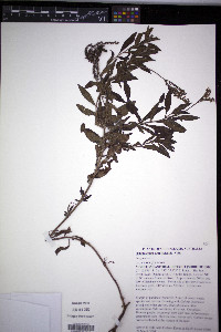 Heliotropium amplexicaule image